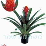 גוזמניה פוקוס