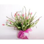 רק בעונת החורף טוליפ פראי