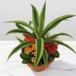 קוקטייל דרצנה