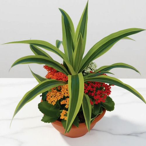 קוקטייל דרצנה