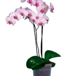 סחלב פלנופסיס זוגות