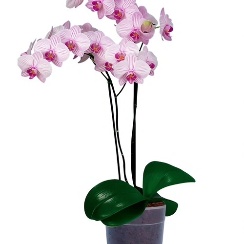 סחלב פלנופסיס זוגות