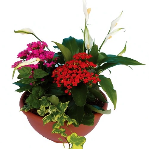 קוקטייל ספטיפיליום