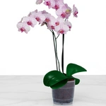 סחלב פלנופסיס מפולר