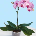 סחלב פלנופסיס