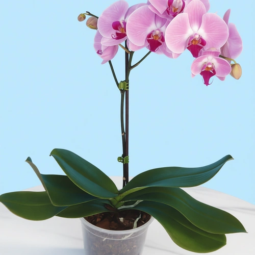 סחלב פלנופסיס