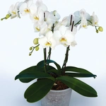 סחלב פלנופסיס רביעייה