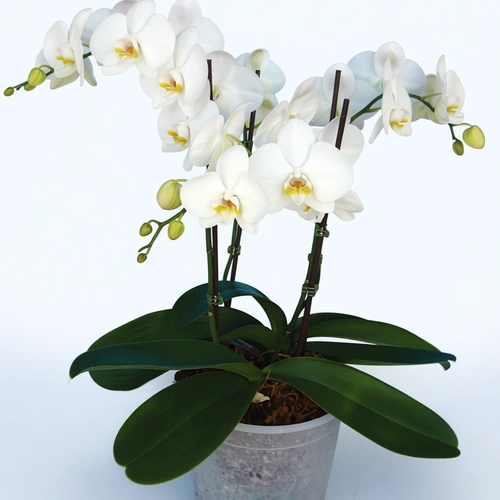 סחלב פלנופסיס רביעייה