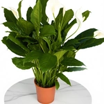 ספטיפיליום