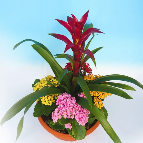 קוקטייל גוזמניה