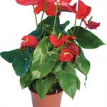 אנטוריום פרח גדול