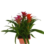 גוזמניה שלשות