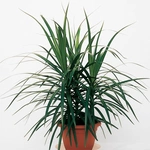 דרצנה מרגינטה רביעיות