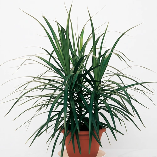 דרצנה מרגינטה רביעיות