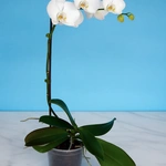 סחלב פלנופסיס בודד לבן