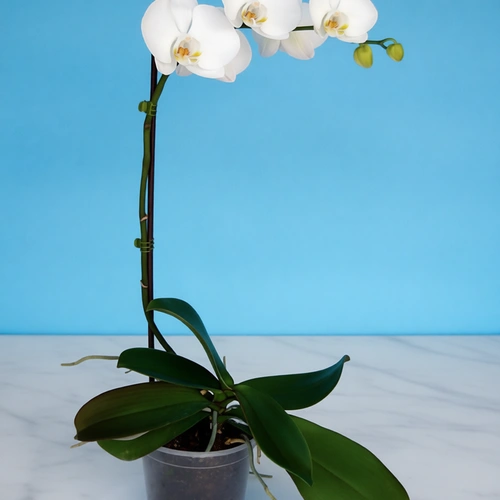 סחלב פלנופסיס בודד לבן