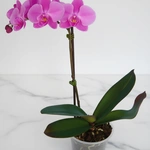 סחלב פלנופסיס בודד