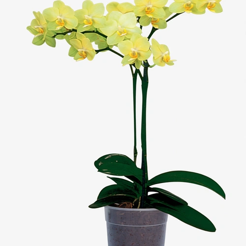 סחלב פלנופסיס זוגות צהוב