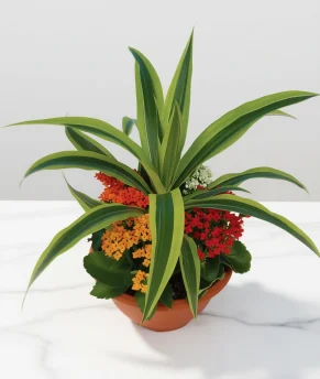 1-enhanced-1763993530