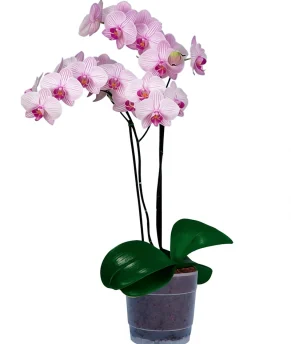 2-enhanced-1763922370-enhanced-1763922446