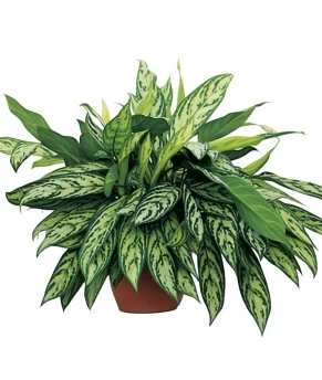 atziz1-enhanced-1763919625