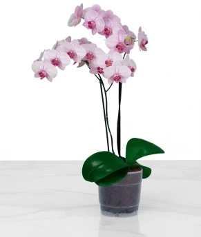 atziz10-enhanced-1763993491