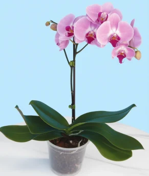 atziz11-enhanced-1763993479