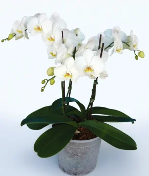 atziz13_1-enhanced-1763886561