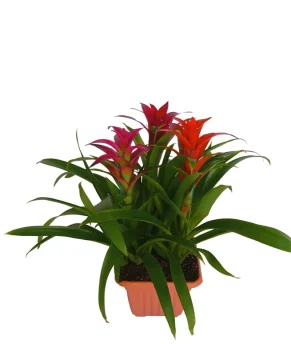 atziz4_1-enhanced-1763924330