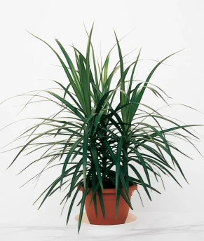 atziz5_1-enhanced-1763993512