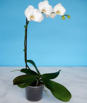 atziz7_1-enhanced-1763969126