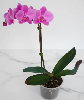 atziz8_1-enhanced-1763969166