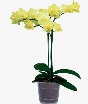 atziz9_1-enhanced-1763922594